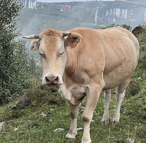 6-8 Pers St Lary Alt1700m -100mdespistes Classe 4 Etoiles Chalet